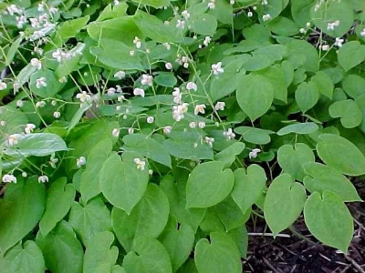 Epimedium white pubigerum